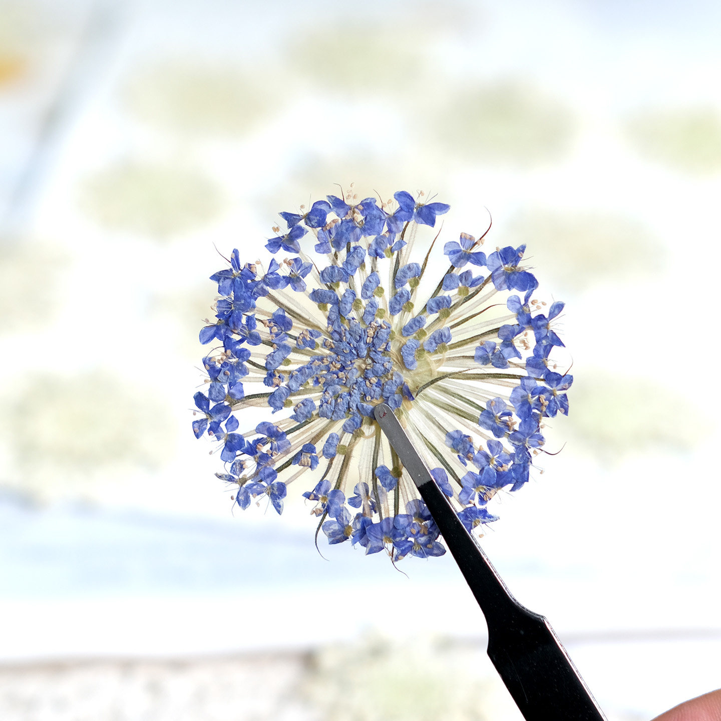 12 Stück Gepresste Smaragd-Per – Dried Flower Bookmark Bewertung und Preis